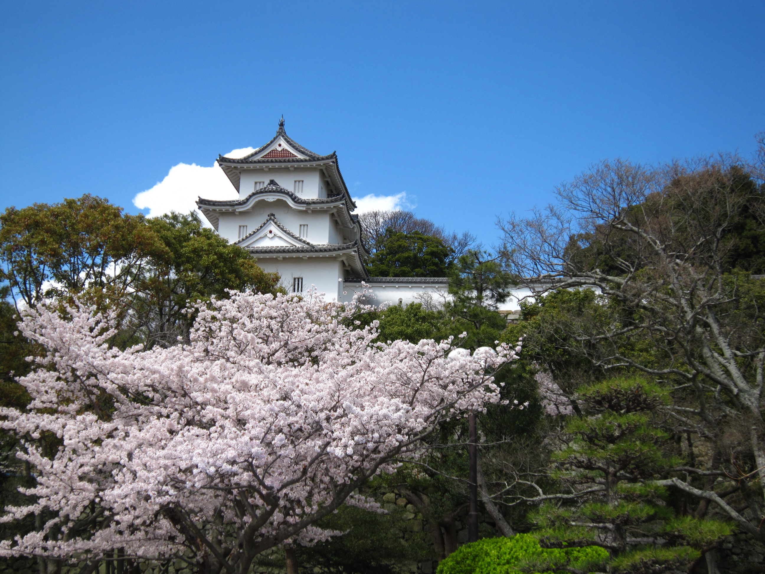 桜 (明石公園)