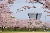 桜(石ケ谷公園)